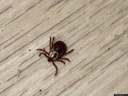 Клещи покусали более 40 детей в Псковской области за неделю