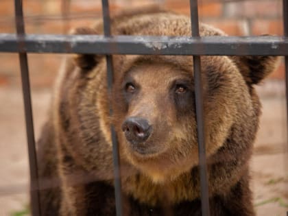 Медведь вышел к людям в Новоржевском районе