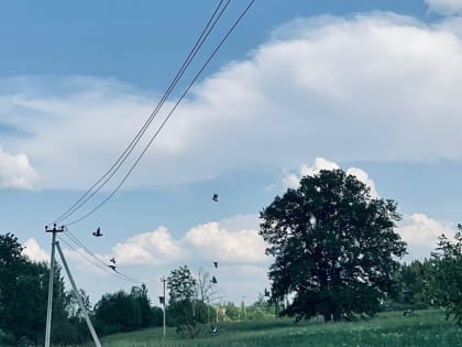 Линии электропередач укрепили в Локнянском районе