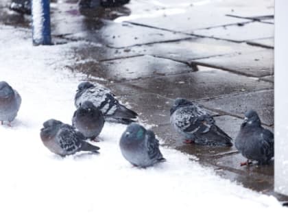 Борис Елкин призвал псковичей быть внимательными в период ледяного дождя