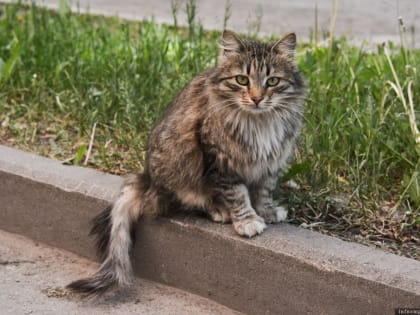 День кошек отмечают сегодня по всему миру