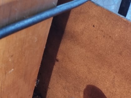 Травмированного при падении из гнезда аистёнка Яшу спасли в Гдовском районе