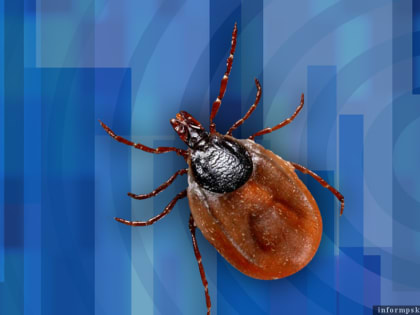 Профилактику клещевого энцефалита обсуждают в медиацентре ПАИ