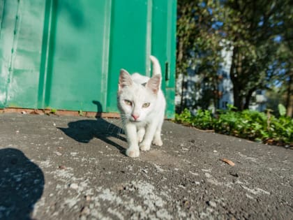 Бешенство у порога