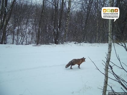 Волк и лиса попали в фотоловушку Полистовского заповедника