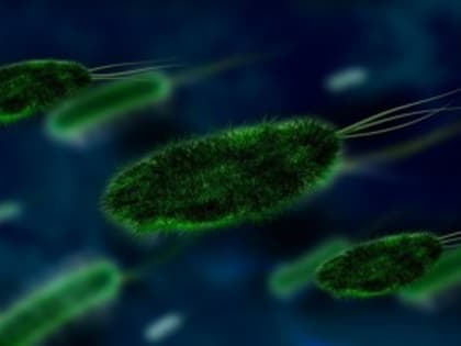 Стоит ли жителям Псковской области бояться вспышки сибирской язвы и холеры, выяснили Вести Псков