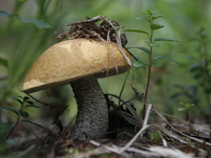 Что делать при отравлении грибами, рассказали псковичам