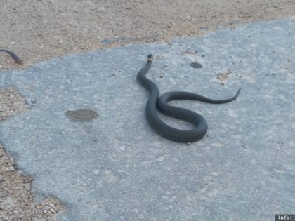 ФОТОФАКТ Уж пригрелся на солнце в Пыталово