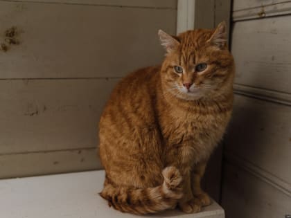 Домашние питомцы могут остаться без ветпрепаратов с 1 сентября