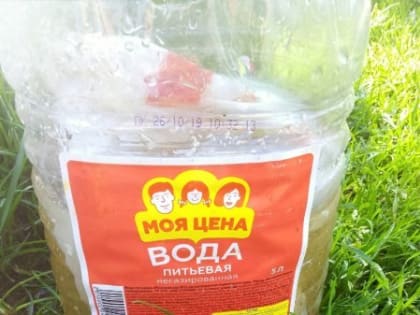 Четырёх котят выкинули в пластиковой пятилитровой бутылке в Локне