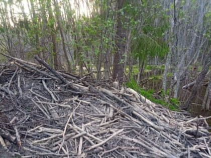 ФОТОФАКТ В Стругах Красных бобры устроили погром