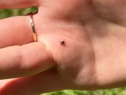 Инфицированные клещи нападают на псковичей