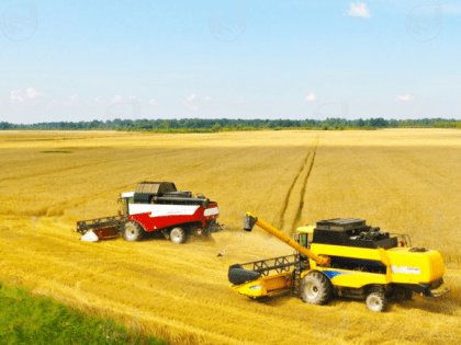 Работы по уборке зерновых культур активно ведутся в сельхозпредприятиях Псковского района