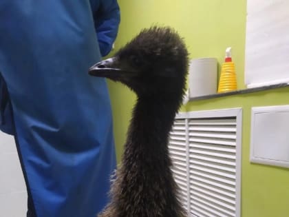 Псковский хирург Синица спас проглотившего серёжку эму