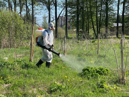 В Пскове ведут борьбу с борщевиком Сосновского
