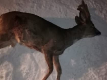 «Не смог устоять»: дновец убил краснокнижную косулю в Новгородской области