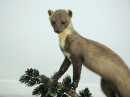 Зоологический музей в Пскове возобновляет работу