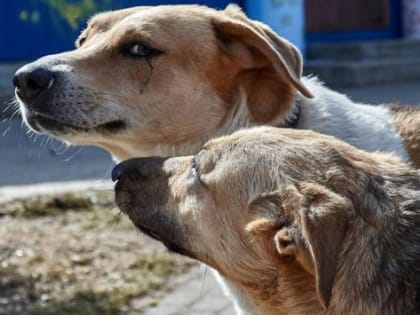 Власти прокомментировали ситуацию с собаками на улицах Острова после нападения на ребенка