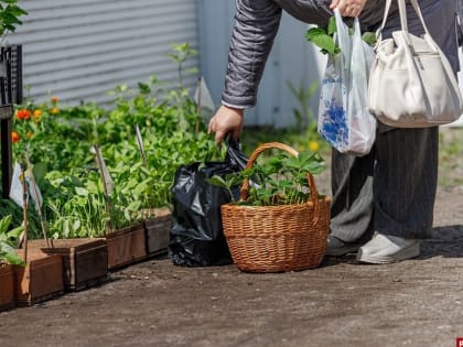 Росреестр попросят рассудить дачников