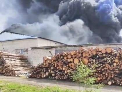 Рассматривается несколько версий возникновения пожара на Плюсском перерабатывающем комбинате