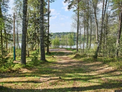 Работу Псковской области по сохранению лесов высоко оценили на федеральном уровне