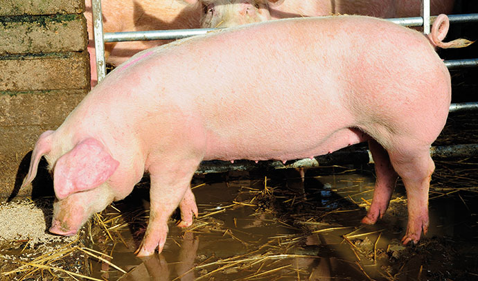 landrace sow available