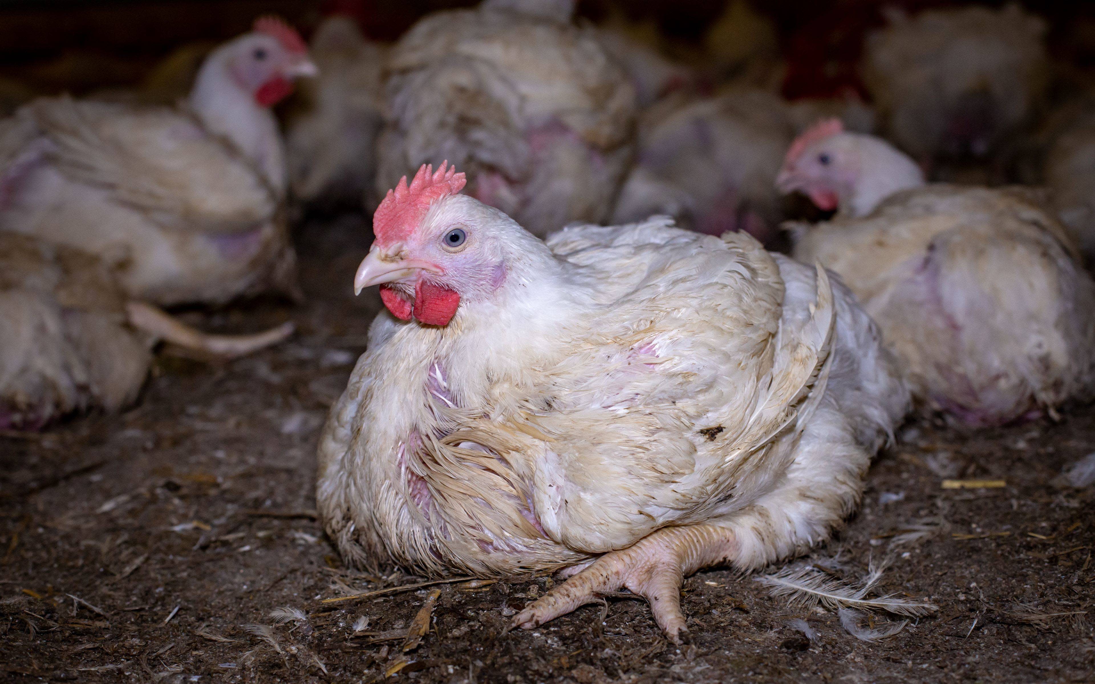 10 Boiler Chicken for sale