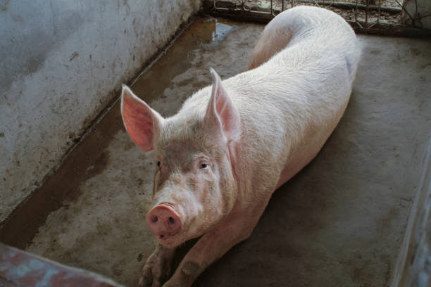 Large White Sow for sale