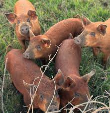 new pigs duroc