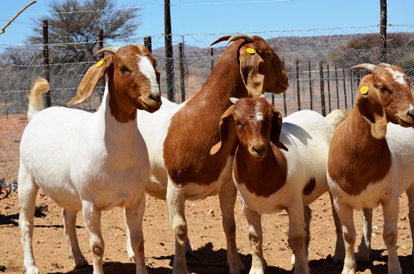 Addota Goat for sale