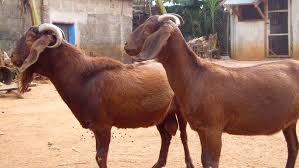 Addota Goat for sale