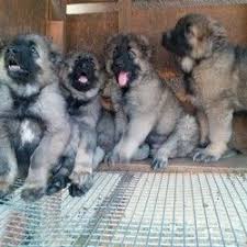 Caucasian for sale