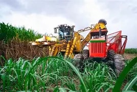 El negocio del azúcar en RD: Entre el mito del refino y la demanda del mercado