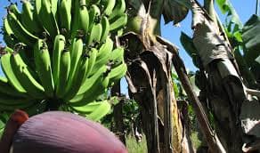 Imagen para: Plantas: el nuevo laboratorio que revela la historia del suelo