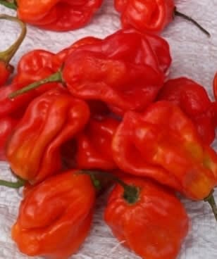 Fresh pepper