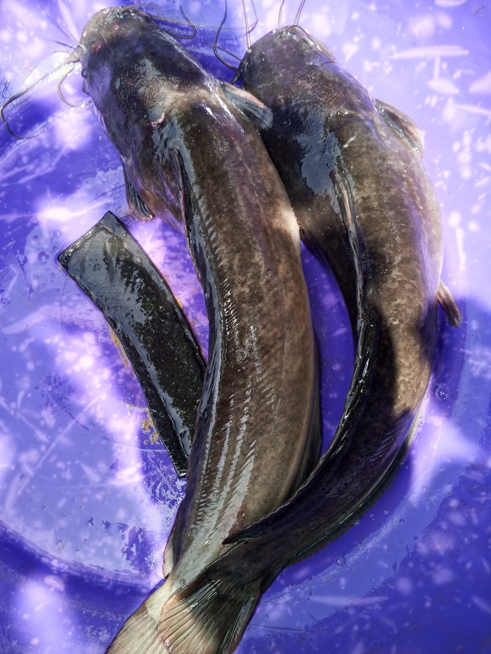 Cat fish