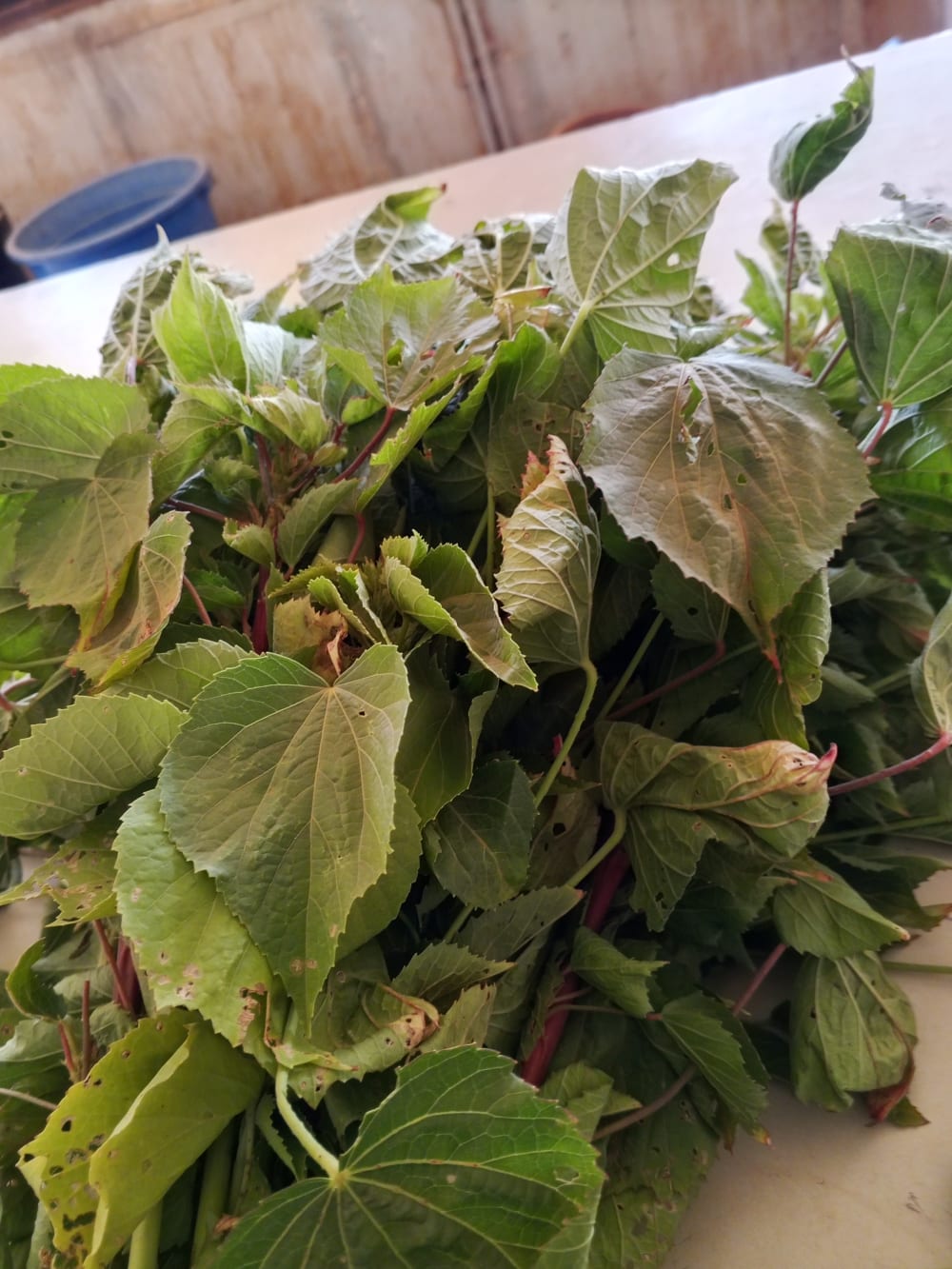 Fresh rama