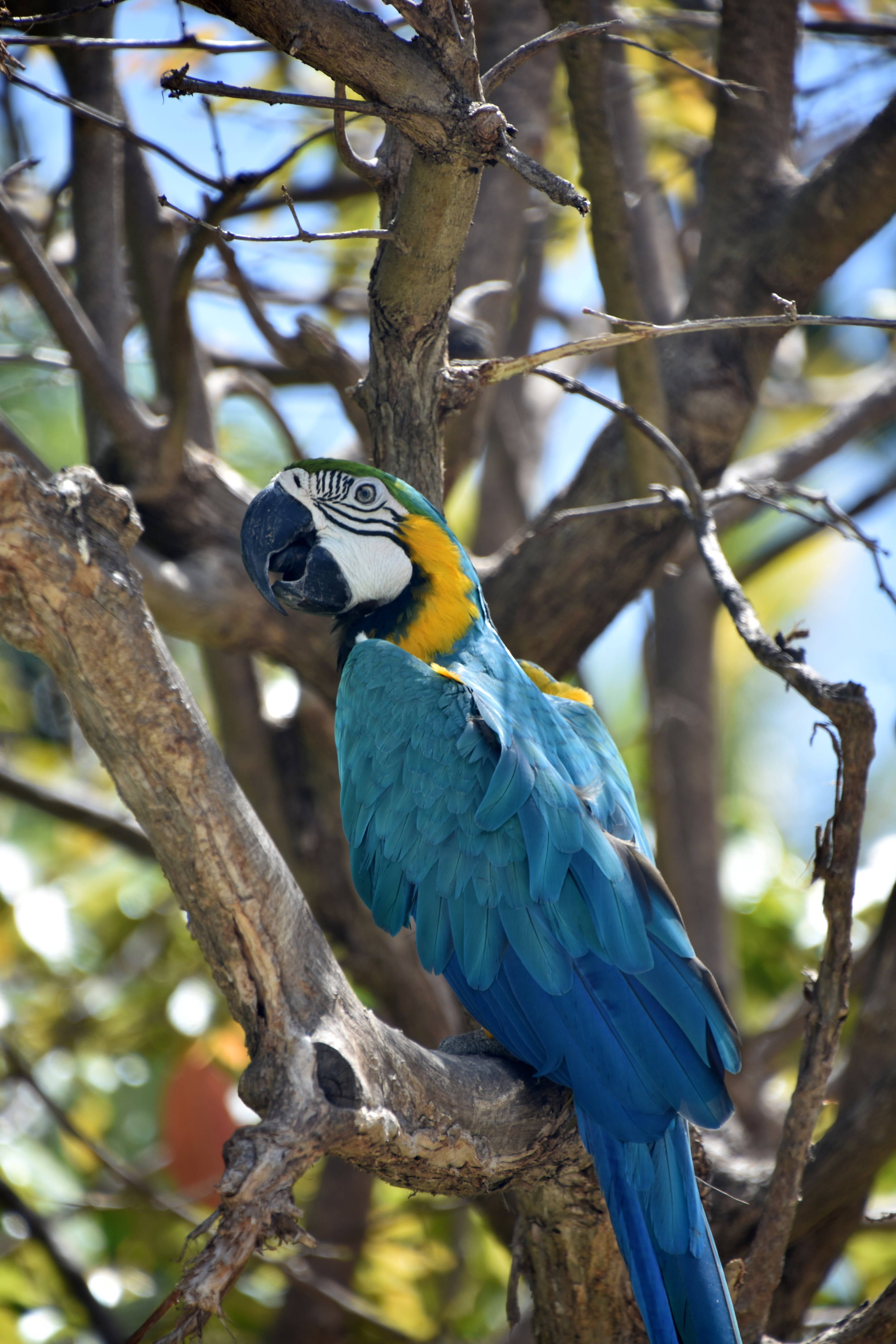 Blue Macaw in Pantanal