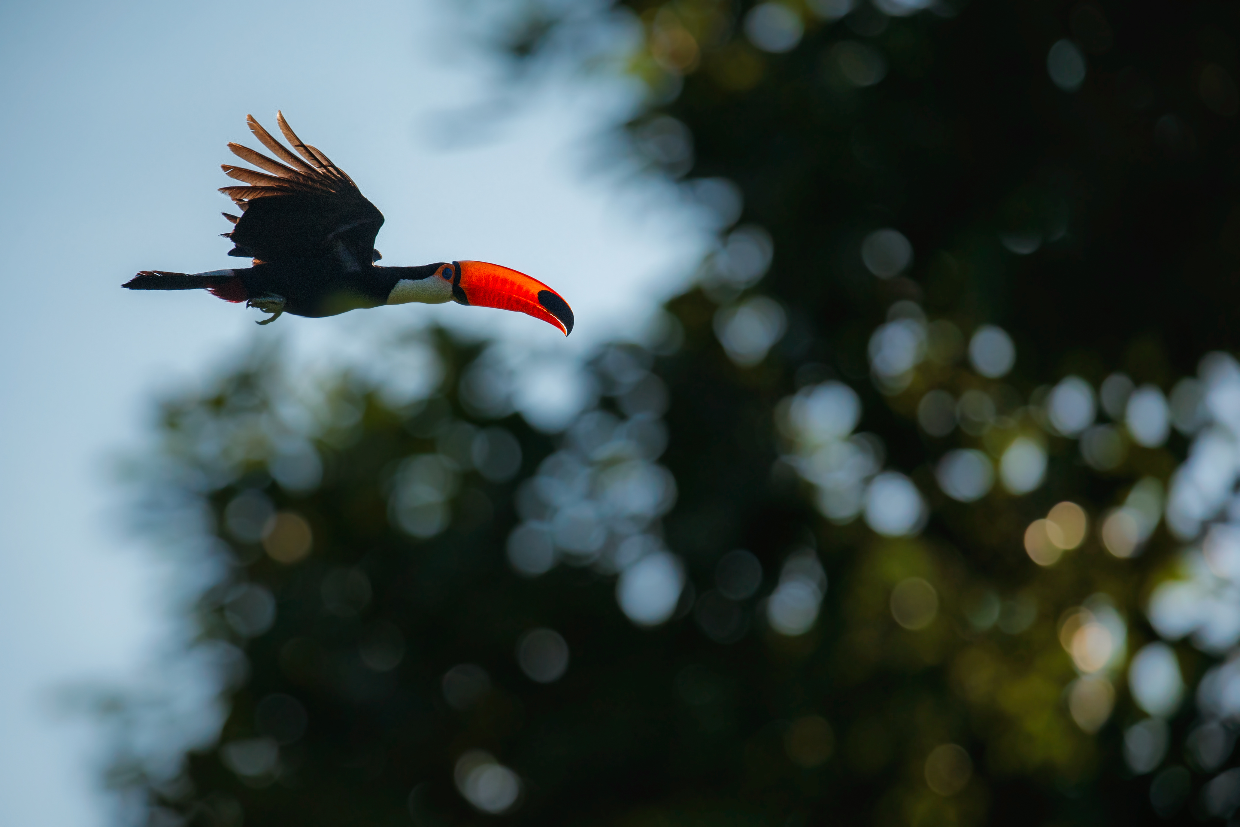 Toco Toucan