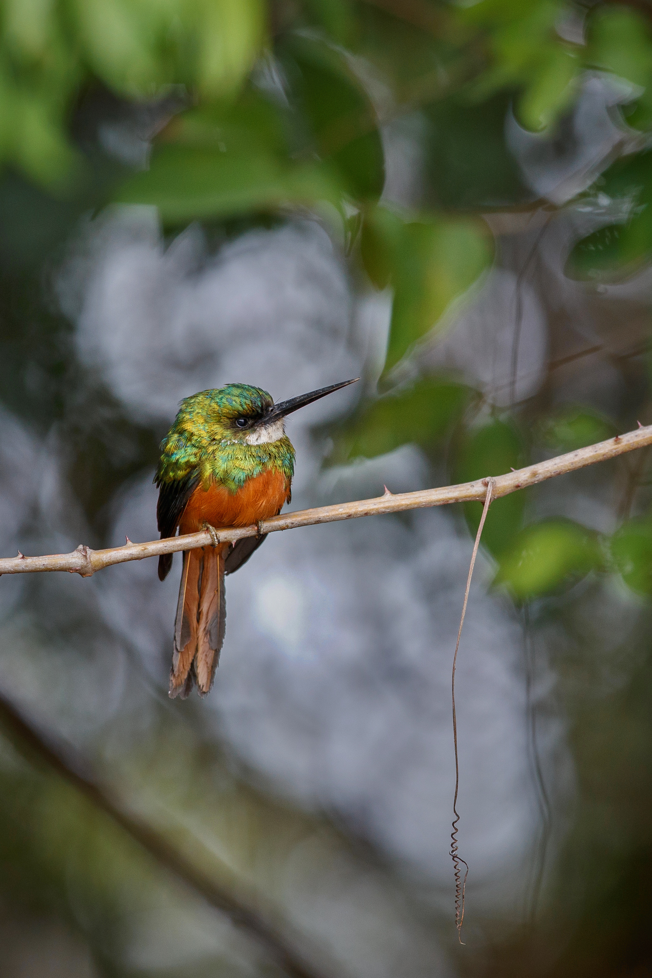 Rufous-tailed Jacamar
