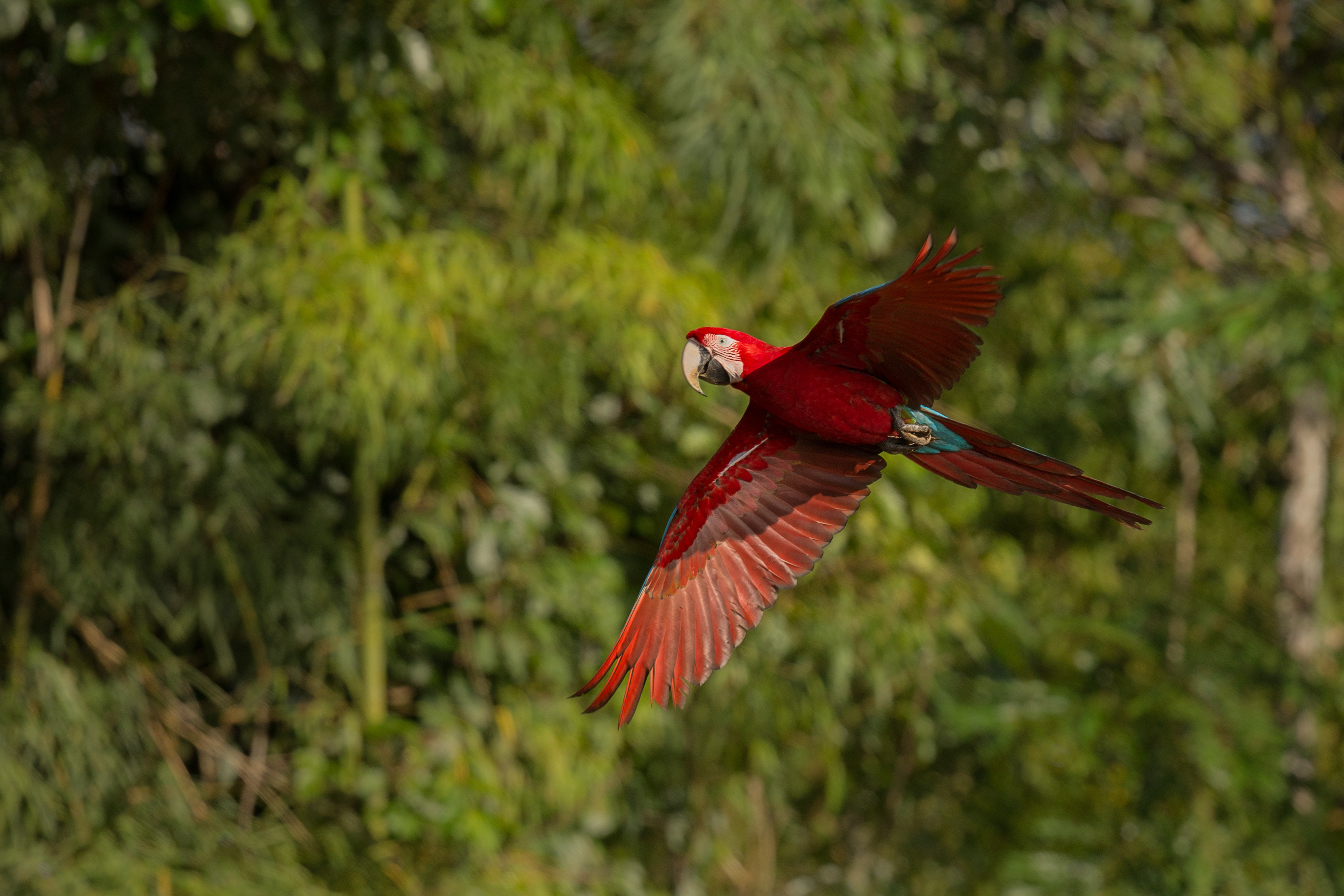 Scarlet Macaw Arara Vermelha