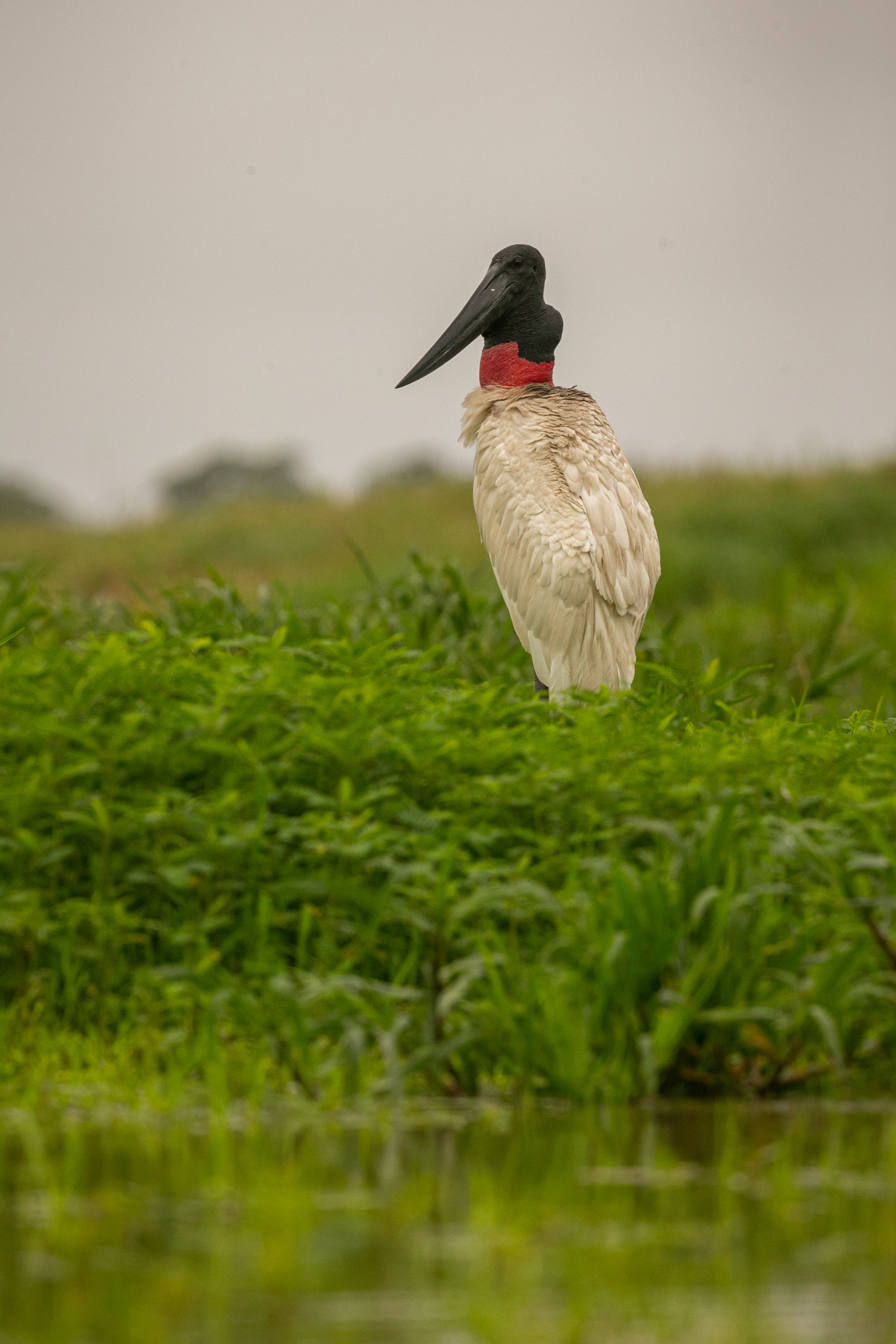 Pantanal Wetland Birds
