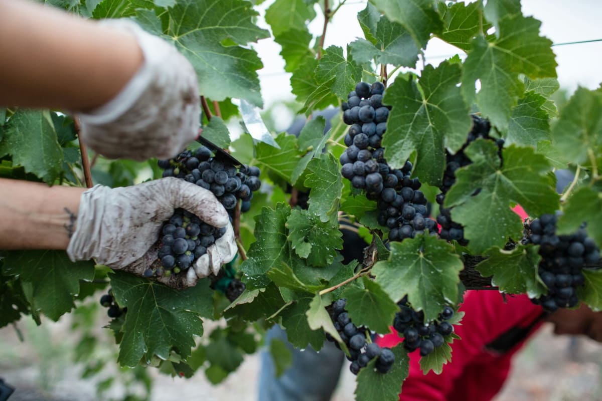 Experience a wine harvest