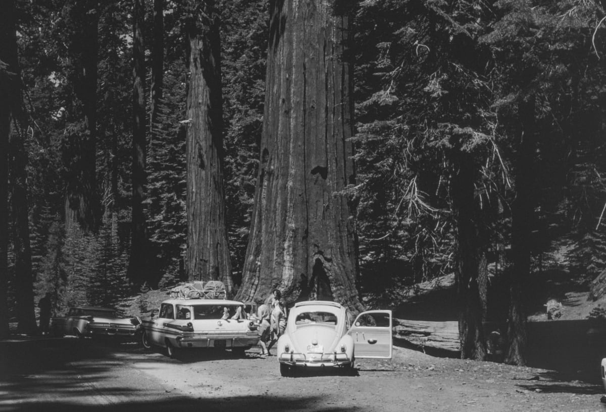 See a giant sequoia