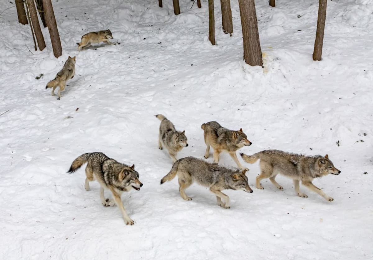 Spot a wolf in the wild