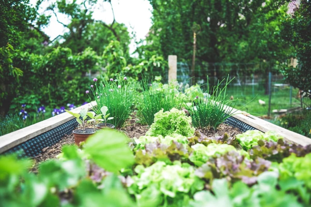 Grow vegetable garden