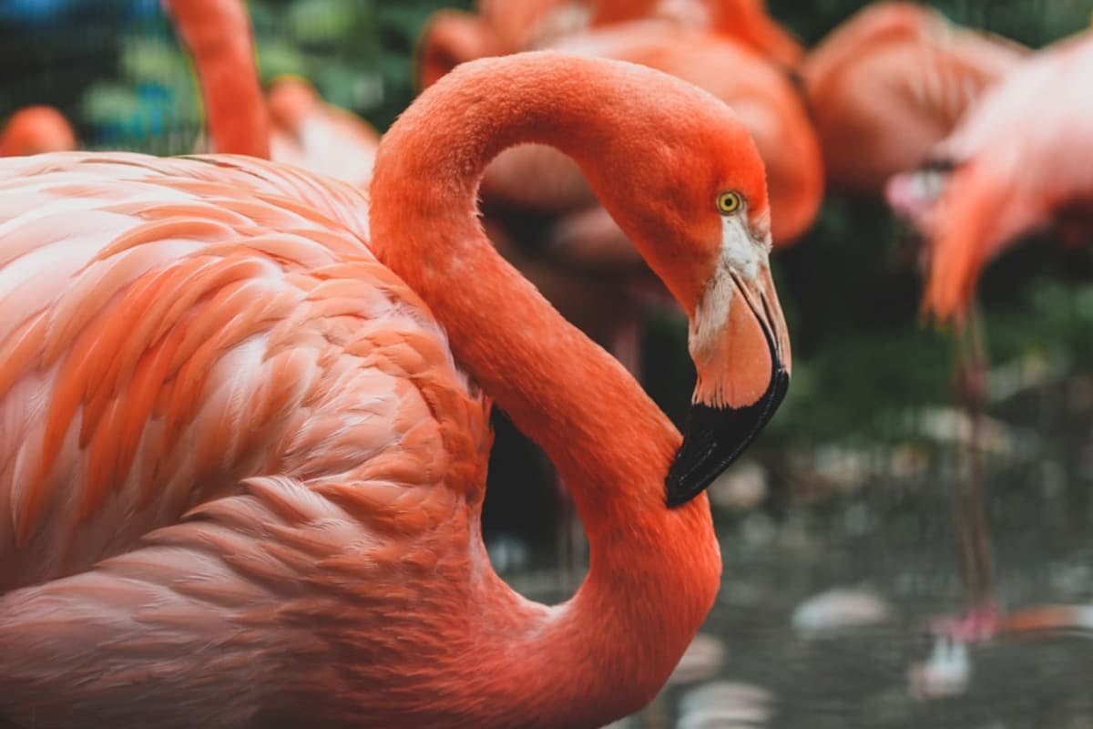 Spot a flamingo in the wild