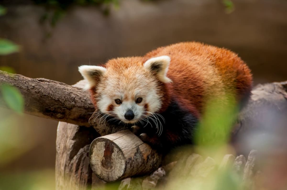 Spot a red panda in the wild