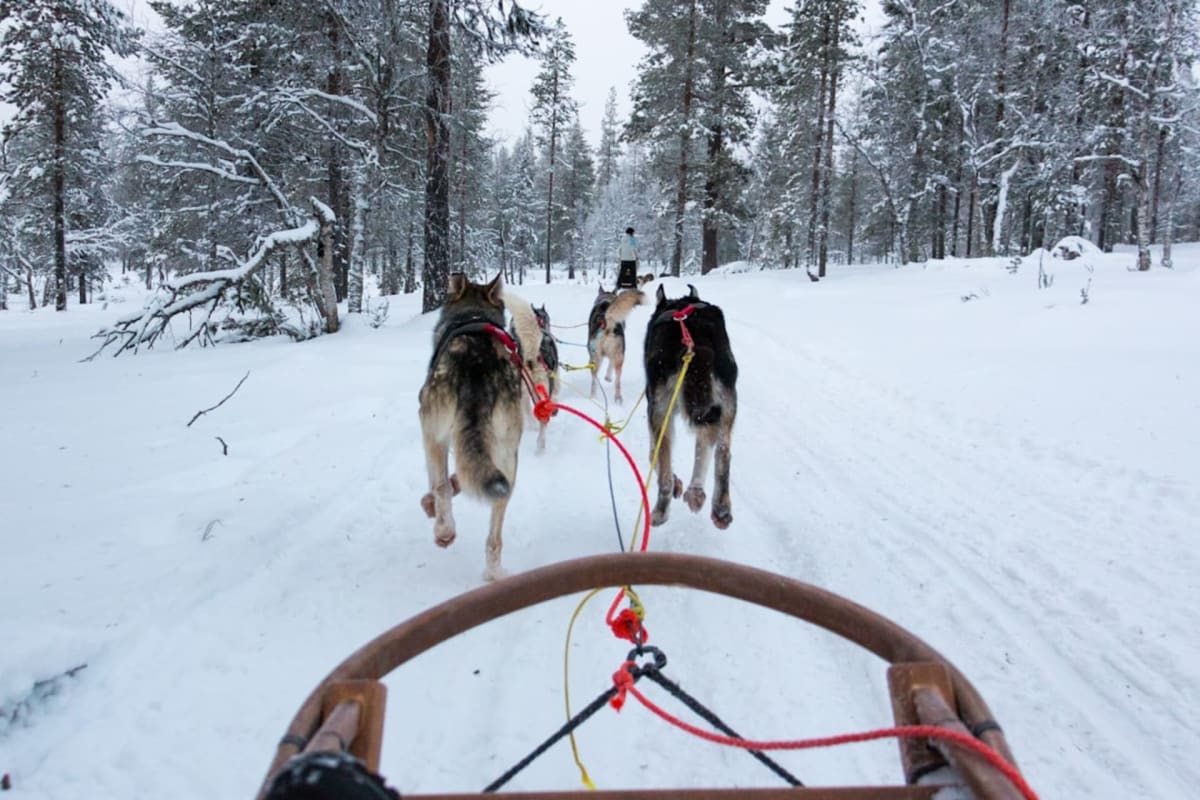 Go dog sledding