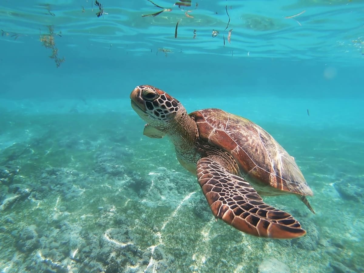 Spot a sea turtle in the wild